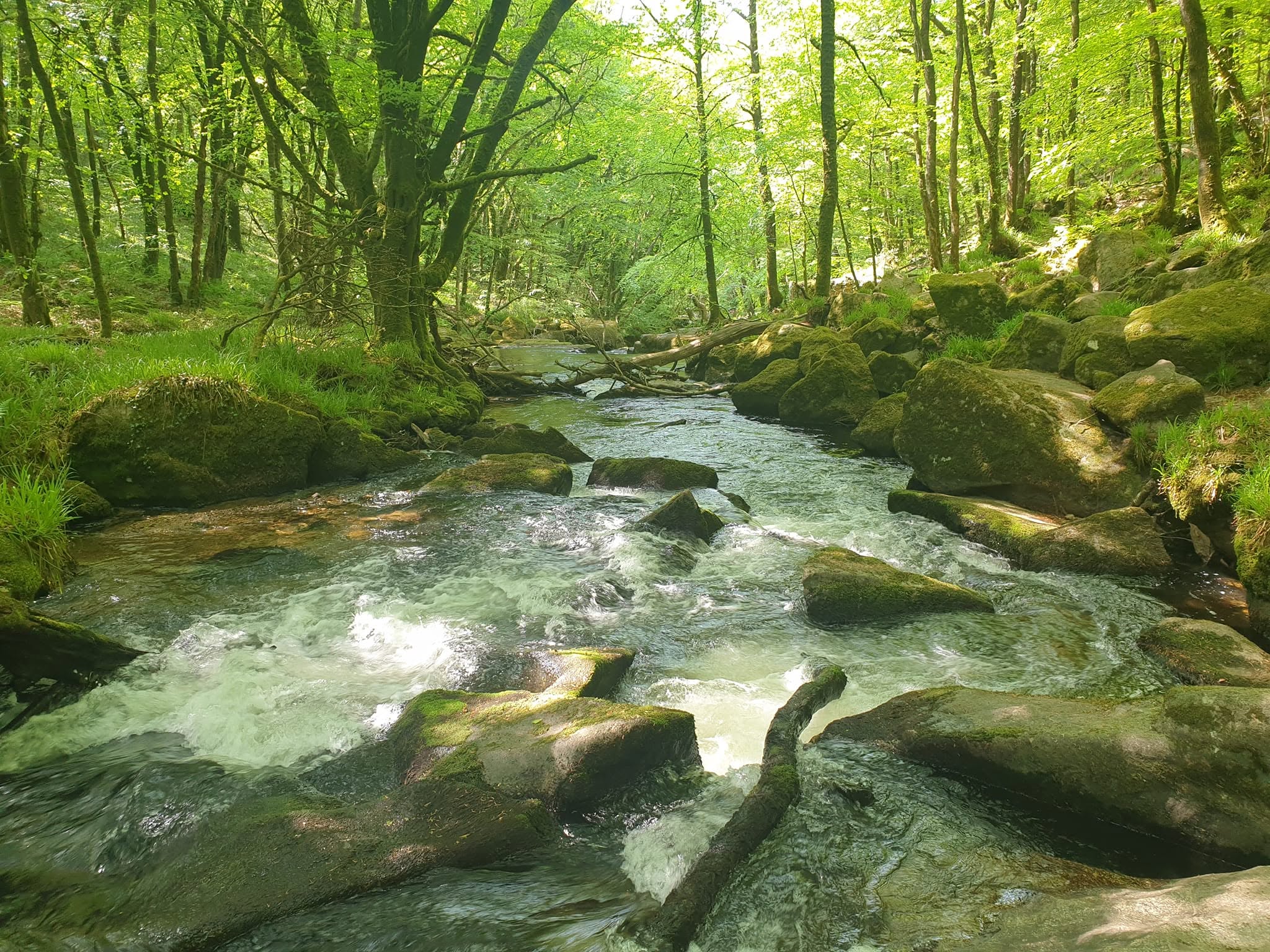 River flowing through sunlit woodland at Golitha Falls